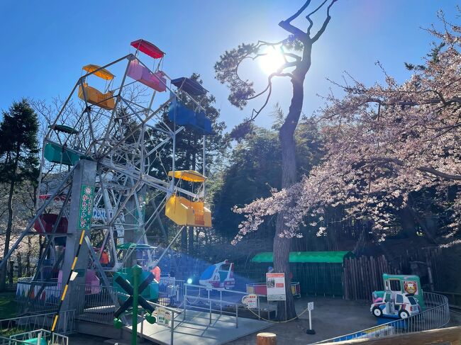 桜を見に函館に行くのは2回目で、9年前のGWに見に行ってます。その時は夫婦だけだったので、天気が良い&桜満開って事で急遽車中泊で行きました!<br />https://4travel.jp/travelogue/11682255<br /><br />その後2016年、2020年のGWにも函館旅行を計画したけれど妊娠悪阻で諦めて、ようやく今年!<br />また妊娠中なんだけど、妊娠していたら函館に行きたくなるのかな(笑)まぁ前回前々回は妊娠発覚前から計画していたので関係ないんですが(笑)<br /><br />函館旅行自体は2017年の秋以来♪<br />函館って定期的に行きたくなるんですよね~♡<br /><br />ホテルは3つの中から選びました!<br />・ホテルパコ函館<br />・東急ステイ<br />・JR函館<br />予算は一万以内で、大浴場付きに絞りました!<br />その中で部屋に電子レンジと洗濯機がついてる東急ステイホテルを選択。<br />たまたま〈函館割〉も始まって、5,000円程で宿泊出来てラッキー!<br /><br />千歳からは約四時間の道のりで、<br />夜勤明けの夫、妊娠中の私、子供たちが心配でしたがなんとか行って来れました♪<br /><br />桜はほぼ満開で天気にも恵まれとても楽しい函館旅行となりました!