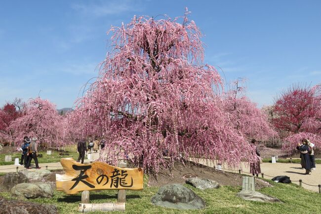 ・今年は鈴鹿のしだれ梅が見たく「鈴鹿の森庭園」に行く計画を立てていました。<br /><br />・3/11頃から急に暖かくなり梅が一斉に開花しました。<br /><br />・14．15日は天候が良くなく１６日に新名神高速道路を通りドライブ兼ねて菅原神社と鈴鹿の森庭園に行きました。<br /><br />・最初は菅原神社です。残念ながら少しピークは過ぎていました。<br />その後訪問した鈴鹿の森庭園は満開で圧巻でした。観光客も多かったです。