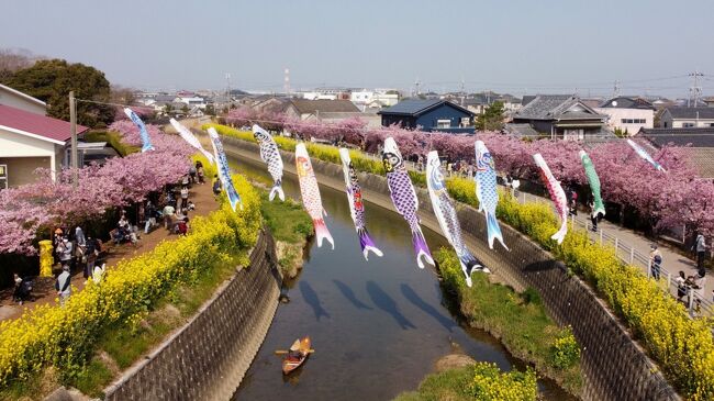 渥美半島の免々田川の河津桜と菜の花