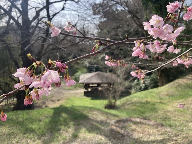 千葉県佐倉市内で花見をしよう2022.3月-河津桜編-