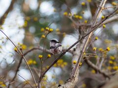 野鳥と山野草を見にみかも山公園へ出かけてきました、みかも山で人気のカタクリも咲き始めてました