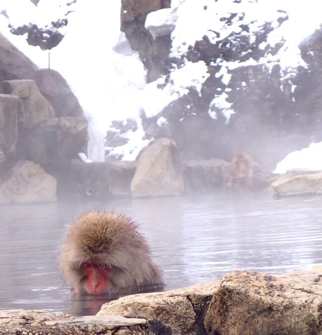 赤倉温泉に泊まり、杉ノ原でスキーを楽しみ、それから志賀高原の地獄谷野猿公苑を訪れた。