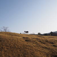 古都奈良にひとり、1泊だけ住んでみました　2日目