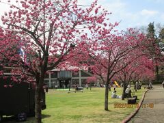 柏市のあけぼの山農業公園・寒緋桜・満開・2022年3月