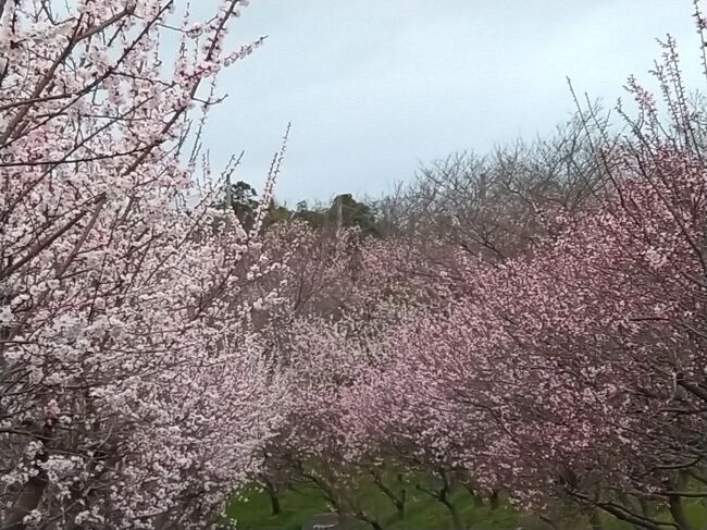 九州一かも？たくさんの杏の花と出会えました