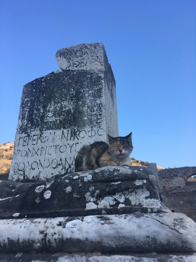 トルコ旅行の6日目、お昼以降の記録。<br /><br />アフロディシアスでランチ<br />エフェソスへ移動。遺跡観光です。<br />にゃんこがいっぱいで楽しい観光でした。