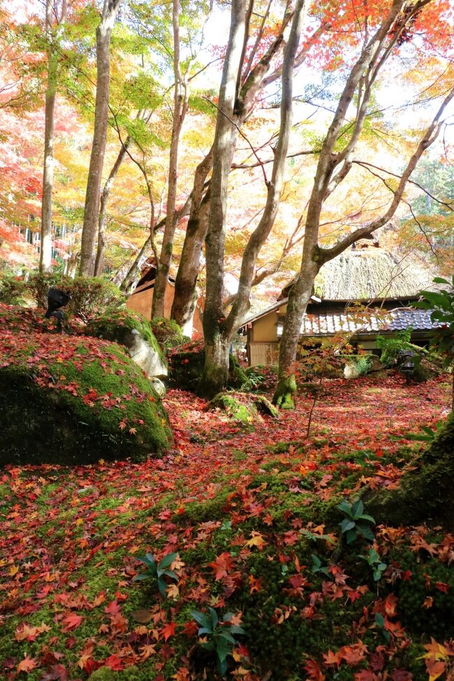 「錦秋の京都」、まさに月並みな言葉ですが、これ以上当てはまる言葉が見つからないのです。<br />こんなにも深くて濃い色合いなんて、想像しませんでした。<br />色とりどりの絹糸で織られたような「錦秋」の風景が目の前に。<br />しかも訪れる先々が見事で、光や雨の影響で色を変えゆきます。<br />古都の美しさに改めて魅了された旅でした。<br /><br />今回は、４トラトラベラーの「ままさん」との女子旅(#^.^#)<br />「まっちぃ、一日1万歩以内におさめてね～」<br />いやいや、無理だよん（笑）<br />相当な歩数になるほど、ひきずりまわし（笑）<br />そして最後には驚きの歩数になりました！<br /><br />旅行記を仕上げないまま、秋から冬へ季節は変わり…。<br />皆さまの所へも、少しずつお邪魔して参ります(*^▽^*)<br />どうぞよろしくお願いします！