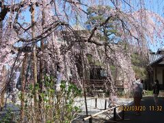 見ごろになった地蔵院の枝垂れ桜