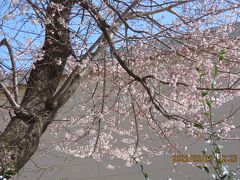 ビバホーム前の桜の開花