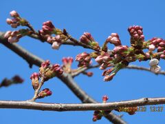 西鶴ケ岡公園の桜の開花
