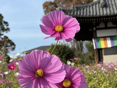 2021年　秋の気配を感じる奈良へ【2】自転車で駆け巡る奈良（後半）コスモスの般若寺と新薬師寺＆食べ歩き♪