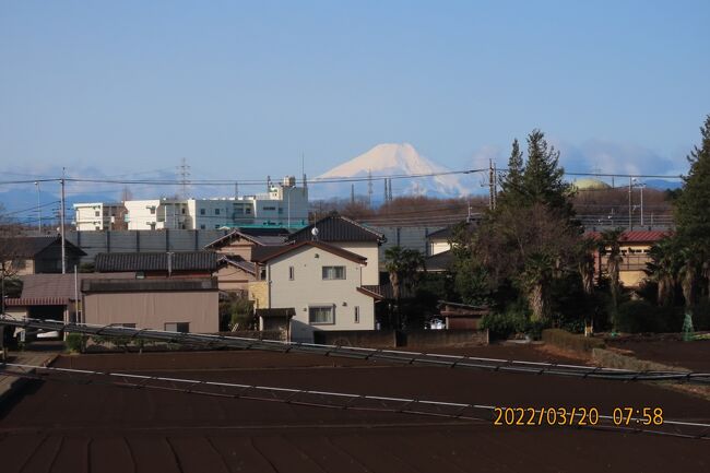 3月20日、午前7時50分過ぎにふじみ野市より素晴らしい富士山が見られました。<br /><br /><br /><br /><br />*写真は素晴らしかった富士山