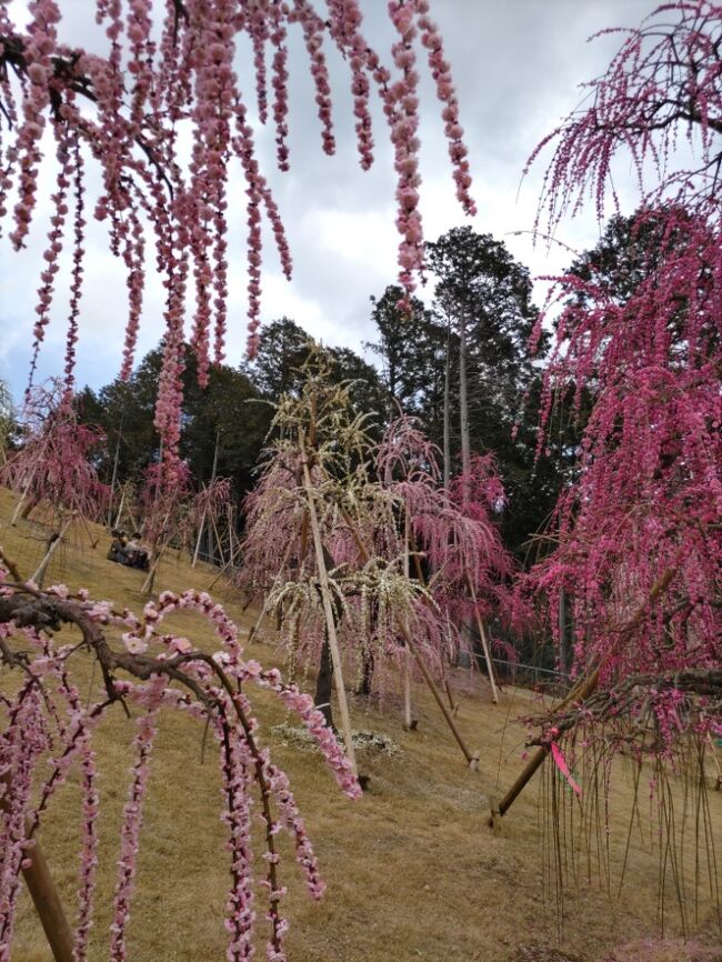 青春18きっぷで孫のお祝いついでに〈京都 ・ 三室戸寺しだれ梅園まで〉