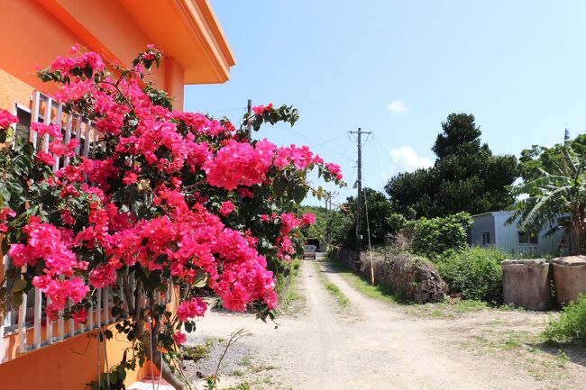 去年から度々延期になってた念願の石垣島旅。むしろこれだけ延期になってたので行ったらとんでもないことになるんじゃないかとやや躊躇しながらユナイテッド(ANA便)とJALのHPをポチッと。もちろん今回もマイルを有効活用させていただきました。<br /><br /><br /><br />行き*3/12 JAL971 HND06:35-ISG10:05<br />帰り*3/15 NH1766 ISG11:30-OKA12:25 OKA13:10-TYO15:30<br /><br /><br /><br />3/11 東京・蒲田泊(東急ステイ)<br /><br />3/12 沖縄・黒島泊(民宿くろしま)<br /><br />3/13 沖縄・石垣島泊(ルートイングランティア石垣)<br /><br />3/14 沖縄・石垣島泊(ルートイングランティア石垣) <br /><br /><br /><一日目~二日目><br />早朝フライトでの移動。石垣島に着いて空港から港に向かいそのままフェリーで黒島へ。ガイドブックにもあまり載っていないところに魅力を感じ一泊滞在。なにやら牛の数が島民の10倍以上いるとのこと。<br /><br />はい。癒されたいんです・・