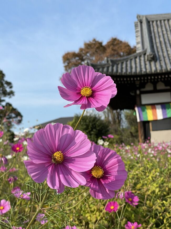 友達が奈良に引っ越したので、遊びに行く約束をしていました。<br />ところが、旦那さんの都合で1年ほどで大阪に引っ越す事が決定。<br /><br />「早く遊びに行かなくちゃ~!」<br />という事で、慌てて計画。<br />いつもは祝日も仕事ですが、幸い11月3日は休みに!<br />2連休しかないけど、強行スケジュールで行く事にしました。<br />祝日なら大阪に引っ越しした共通の友達も誘ってみようという事に。<br /><br />奈良でいつも素敵なカフェ巡りをしていたり、美味しそうなかき氷を食べている友達。<br />「私も連れて行って~!」と、いつもの如く半分食べ歩きの旅となりました(笑)<br /><br />本当なら紅葉のシーズンに行きたかったのですが、11月後半は繁忙期で忙しくなるので断念。<br />それでもちょっと色付き始めたもみじを見る事が出来たので良しとしましょう♪