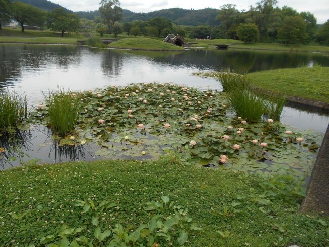 2021年7月、仙台市太白区の秋保温泉にある岩沼屋に泊まり、川崎町のみちのく公園で遊びました。<br />その記録です。<br />トップ写真は、みちのく公園のスイレンの花です。