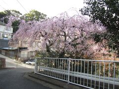 見頃を迎えた早咲きの枝垂れ桜