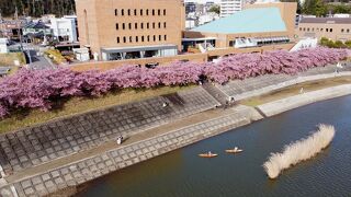 2022 岡崎乙川の葵桜（河津桜）で和船を楽しんできました