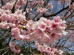 2列に植えられた安行寒桜の桜並木（北浅羽桜堤公園）