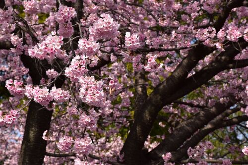 密蔵院の安行桜と寒緋桜2022～植木職人が広めた安行桜～（埼玉県川口