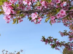 「八王子山公園」の河津桜_2022（3）_3月21日には、満開の花に葉が共存してました（群馬県・太田市）