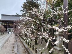 桜未満の雨の京都。北野天満宮から京都御所、白川通と先斗町歩き。