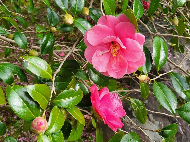 ここ数日暑い日が続いたので桜の開花が早くなるのかと期待したけれど急に寒さが戻り、どんな花が観られるのかと検索すると19日から4/10まで霊鑑寺の特別公開が始まったと言うことでここに行くことにしました。