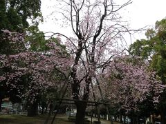 今年も残念な歌丸桜