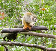 2021年2月　山口県宇部市　ときわ公園　その１　動物園で猿やミーアキャットなどを見ました。