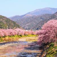 春旅　河津桜まつりと大江戸温泉物語へ