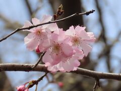 美しかった十月桜