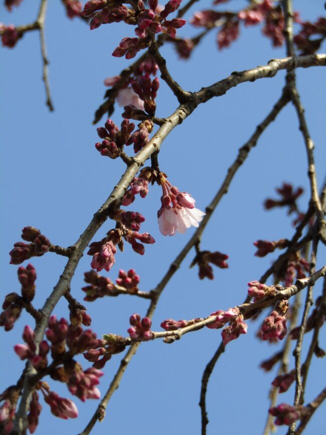 　横浜市栄区飯島町にある光長寺に枝垂れ桜を見に行った。しかし、枝垂れ桜の枝には5、6輪以上の花が咲いているが、いわゆる開花で、見頃になるのは来週の月末以降か？<br />　わざわざ行くのに、桜が開花していなかったらがっかりするので、開花している鎌倉タンポポ、横浜タンポポ、フキタンポポと蕾が付いた緋紅タンポポを持参した。このところ、毎年のように枝垂れ桜を見せて頂いてるお礼にである。<br />　しかし、チャイムを2度鳴らすが返事がない。奥に出向いてチャイムを3度鳴らすと返事があった。「子供を送って今学校に来ていて留守です。」panasonicのチャイムはケイタイで接続されているようだ。タンポポのことを伝えた。<br />（表紙写真は開花した光長寺の枝垂れ桜）