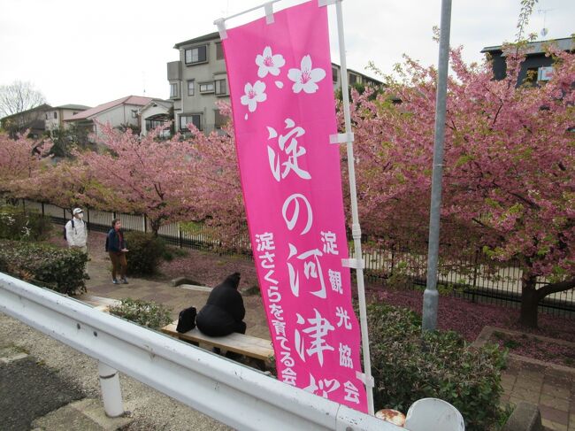 河津桜　京都の淀。 　京都さんぽ2022