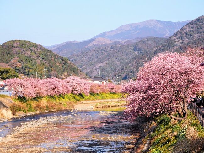 念願の河津桜まつりへ。<br />伊豆方面には良く行くのですが、そのたびに河津桜のシーズンに一度来たいと思いながら時が経ちこの度初めて見頃の河津桜を本場で見てきました。<br /><br />お宿は安定の大江戸温泉物語。伊東のニュー岡部には以前行ったことがありリピートでの利用でしたがやはり良かったです♪