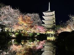 ***秋の彦根＆京都 その③東寺・紅葉ライトアップ***