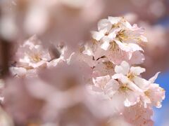 春の花巡り♪　東別院の梅、農業センターのしだれ梅、西山公園の花たち♪