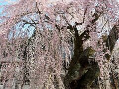 団塊夫婦の桜巡りドライブ(2022ハイライト）ー枝垂れ桜が見事な身延山久遠寺へ