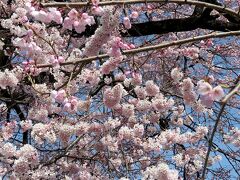 団塊夫婦の桜巡りドライブ・2022ー（2）桜の美しい裏身延といわれる妙了寺へ