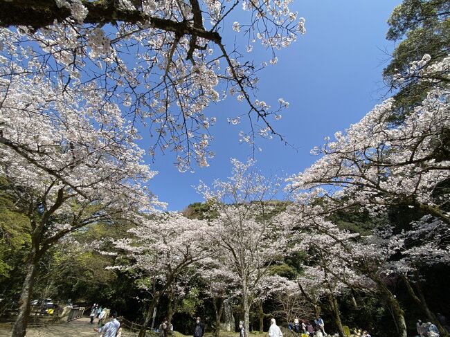 毎年春になると桜の名所として鹿児島のTVなどで取り上げられる「慈眼寺公園」。鹿児島に引っ越して3年3ケ月で初めて行ってみました。<br /><br />鹿児島市立ふるさと考古歴史館の向かいにある駐車場から、ネモフィラが咲き始めている畑の横を下ると、和田川沿いに自然遊歩道がありました。苔むした大きな岩がゴロゴロと川に横たわり、竹林と共に醸し出す雰囲気は「もののけの世界観」でした。<br /><br />さらに進むと「さくら広場」があり、小さな広場ではありますが、桜の枝が中央に向かって育っているため、下から眺めると不思議な空間でした。春の日差しが暖かく、お花見に興じるグループがいくつかありました。<br /><br />橋を渡って進むと「素麺流し」。ほんとに鹿児島人って好きなんだなぁと何処に行っても思いますね。ここでは両棒餅(じゃんぼ餅)だけ頂きました。このあたりは紅葉が多く秋の紅葉シーズンも良さそうでした。<br /><br />橋を渡って急な階段を登ると車道に出ました。横断して「谷山神社」の看板横の急な137段の階段を登ると神社の境内へ。ここにも一方向に屋根の庇みたいに成長する桜が見られました。<br /><br />境内の裏に進むと小さな広場横を通り、イタリア式水階段(カスケード)の横を降りて駐車場に戻りつきました。<br /><br />全長3Kmなので1時間程度で歩け、春を感じる時間を過ごせました。<br /><br />また違う季節にも訪れてみたいと感じる公園でした。<br /><br />動画はコチラ<br />https://youtu.be/M78miA5CZXA<br /><br />霧島市国分城山公園の桜(2022.3.25)はコチラ<br />https://youtu.be/5taRV3pddGQ