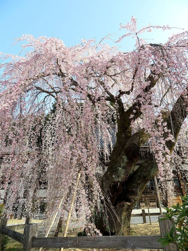 ようやくコロナ第6波の終息の気配が感じられる時に合わせたかのように、今年の桜の季節がやってきました。東京都内はすでに開花が始まったものの、郊外の我が家の周りは見頃にはまだまだ。近場で見頃になっていそうな桜の名所を探すと、身延山の久遠寺が5分咲きとのこと。ちょうど25日が快晴になるとの天気予報だったので、日帰りで今年最初の桜巡りドライブをしてきました。<br />　今年(2024年)は、近年では珍しく桜の開花が遅れているので、これから訪れても間に合うかも知れません。（表紙写真は、久遠寺境内の見事な枝垂れ桜）