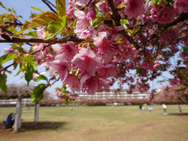 　ソメイヨシノはまだつぼみですが、カワヅザクラやカンザクラを楽しめるスポットは佐倉市内にまだまだあります。佐倉市内の早春を楽しもうと、今回は佐倉地区ではなく他の地域に足を延ばしてお花を探してきました。<br />　今回は3月下旬に集中して、志津・臼井地区の花木を紹介します。<br />　佐倉の春をお楽しみください。　<br /><br />　佐倉の花と紅葉の散策シリーズ<br />1.「千葉県佐倉市内で紅葉見物をしよう2021」<br />https://4travel.jp/travelogue/11662722<br />２．「千葉県佐倉市内であじさい見物をしよう」<br />https://4travel.jp/travelogue/11697836<br />３．「千葉県佐倉市内で紅葉見物をしよう2022」<br />https://4travel.jp/travelogue/11732084<br />４．千葉県佐倉市内で花見をしよう2022.3月-梅林編-<br />https://4travel.jp/travelogue/11742283<br />５．千葉県佐倉市内で花見をしよう2022.3月-河津桜編-<br />https://4travel.jp/travelogue/11743570