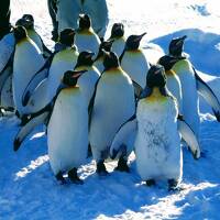 【2022年冬　北海道】2　旭山動物園でペンギンの散歩が見たいというんだが、列車は止まってるのよ　