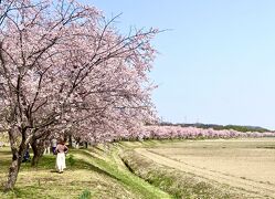 早咲きの桜を求め埼玉県坂戸へ【北浅羽桜堤公園と慈眼寺】（その他、古墳、台湾の神社なども散策）