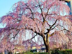 シニアトラベラー！道の駅「まくらがの里こが」・古河公方公園「桃まつり」・櫻木神社満喫の旅②