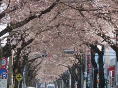亀久保さくら通りの桜のトンネル