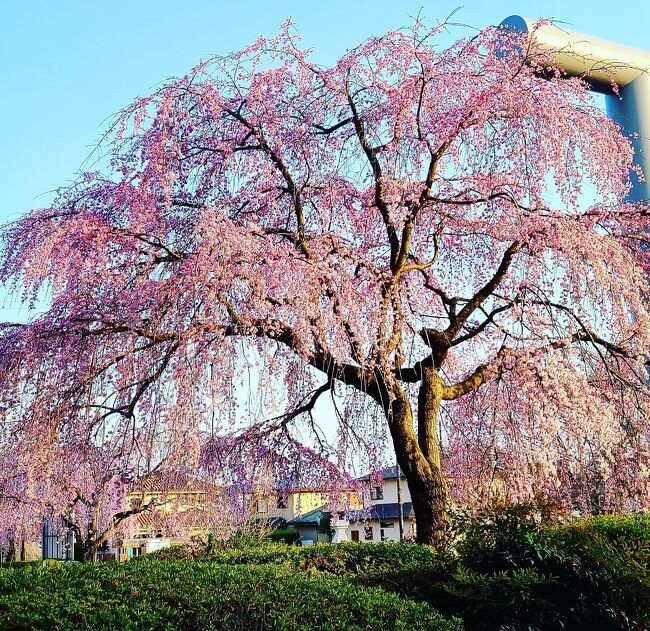 　神ドライバーに、いつもの友人と古河公方公園の「桃まつり」に連れて行ってもらいました！途中、道の駅「まくらがの里こが」でショッピングとランチを楽しみました。古河公方公園では青空の下、桃の花に囲まれ清々しいひと時を過ごして来ました。最後に野田の櫻木神社へ「さくらの日まいり」の御朱印をいただきに立ち寄りました。①古河と②野田のエリアに分けてまとめてみました。よろしければ目を通してみて下さい。