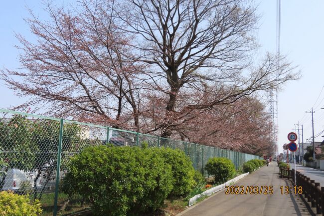 3月25日、午後1時10分過ぎにふじみ野市西鶴ケ岡地区にあるビバホーム横の通り沿いの花壇付近を散策しました。本日は気温が17℃越えで暖かくて風もなく、　ソメイヨシノ桜も2分咲きになり、花壇もシバザクラやパンジー、ペチュニア、水仙、ハナニラ等の花が咲いていて春爛漫の様子でした。<br /><br /><br /><br /><br />*写真はビバホーム横の通りにある花壇と桜