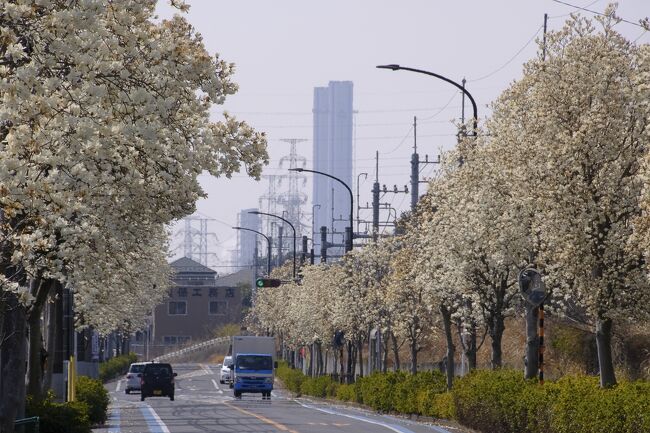 桜の開花宣言がなされるなか、それより少し早く咲いたモクレンは今が満開。モクレン街道をてくてくと歩いてきました。