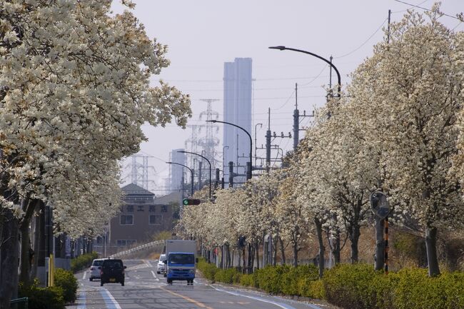 桜の開花宣言がなされるなか、それより少し早く咲いたモクレンは今が満開。モクレン街道をてくてくと歩いてきました。