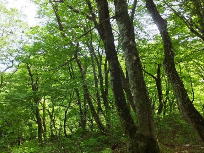 鳥取県<br />５月１０日（月）木谷沢渓流　金持神社　福岡堤             <br />　　　　　　　　米子泊<br />　　１１日（火）大山ブナの森ウォーク　<br />　　　　　　　　阿弥陀堂　大山寺　大神山神社<br />　　　　　　　　車で大山の麓を一周<br />　　　　　　　　米子泊<br />　　１２日（水）琴浦町　倉吉市<br />　　　　　　　　倉吉泊<br />　　１３日（木）三徳山投入堂参拝登山　三朝町<br />　　　　　　　　倉吉泊<br />　　１４日（金）湯梨浜町